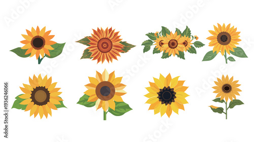 Helianthus or sunflower blossom flat color vector icon, bright floral illustration