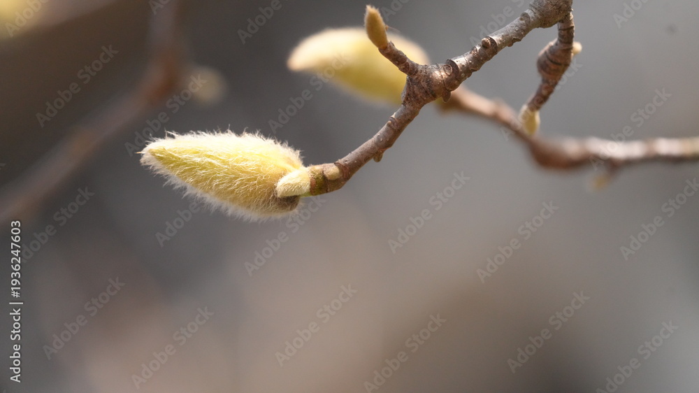 Fototapeta premium Magnolia Flower Bud in Early Spring