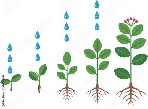 Vector illustration of plant growth stages with water droplets and root system for agriculture nature and environmental sustainability concept