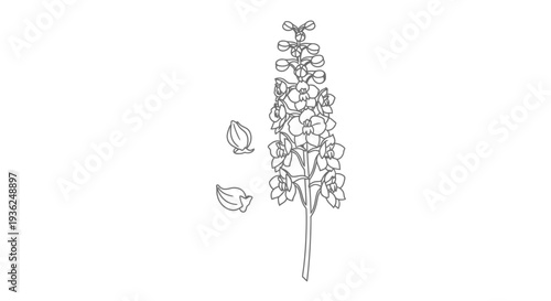 Blooming lavender stem with falling petals