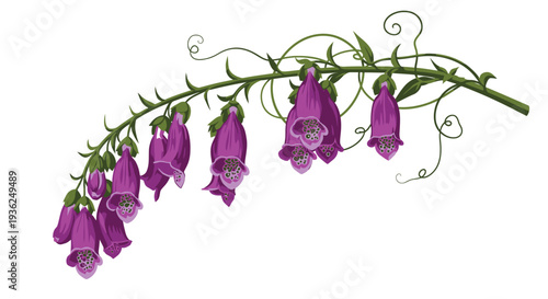 Purple foxglove flower cluster on a curling green stem
