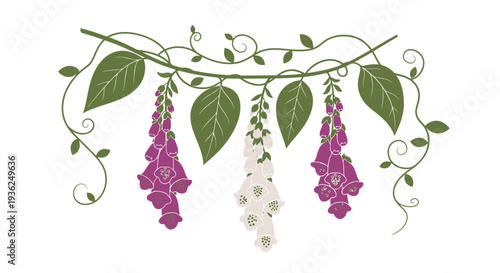 Hanging foxglove flowers with green leaves and curling vine