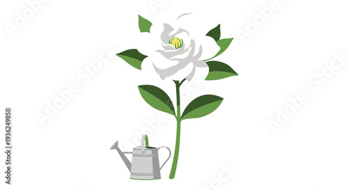 White rose with green leaves and watering can