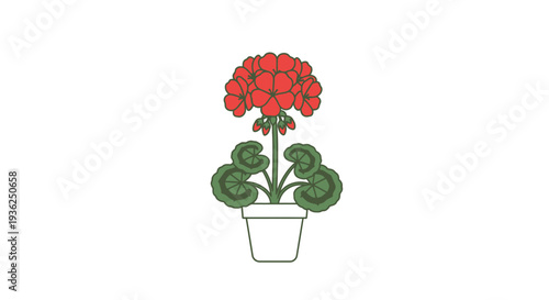 Red geranium in pot with green leaves