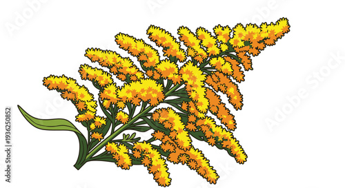 Goldenrod flower bouquet in yellow clusters with green stems