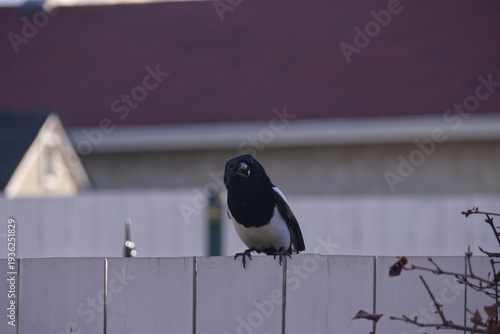 A Magpie on a Fence