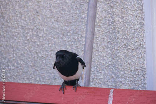 A Magpie on a Bench