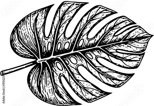 A detailed black and white illustration of a Monstera leaf showcasing its unique holes and veins from a close-up front viewpoint.