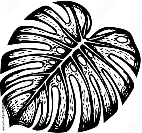 A detailed illustration of a tropical monstera leaf with dramatic shading and texture, showcasing its unique shape and structure from a front viewpoint.
