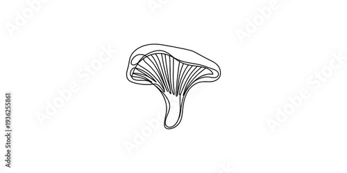 A hand drawn black and white line art illustration of a chanterelle mushroom on white background. Vector, illustration