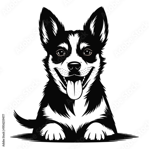 black and white dog