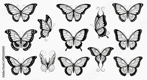 Black and white butterfly collection with various wing designs and patterns