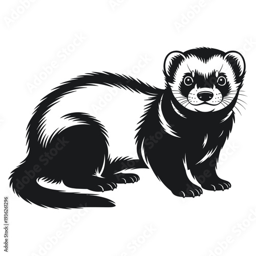 ferret
