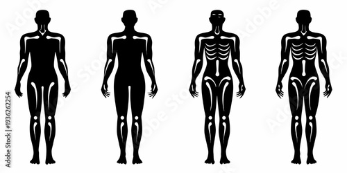 Four stylized human figures depicting muscle development stages