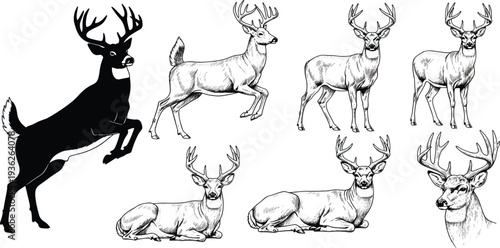 Deer Illustration and Silhouette Set with Detailed Stag Sketches, Standing and Resting Deer Poses for Wildlife, Hunting, and Nature Vector Design