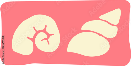 Sea Shells Illustration