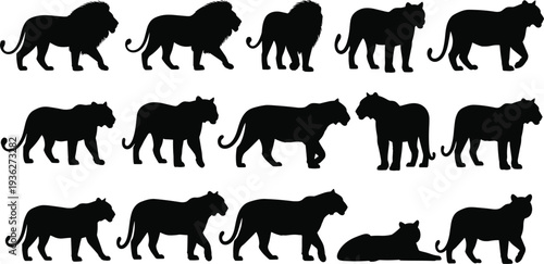 Lion and tiger silhouettes collection, wildlife animal vector illustration, big cats poses, predator shapes for design, nature graphics