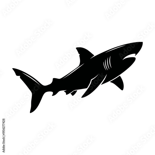 shark vector illustration