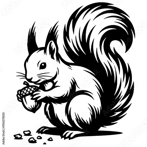 Silhouette of a wild squirrel