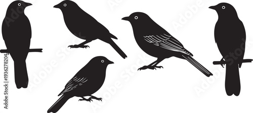 Black silhouette set of four bird perched poses on a white background, minimal outline.