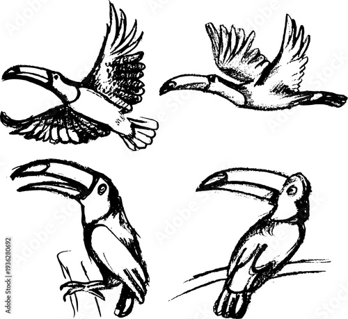 Set of hand drawn toucan vector illustrations. Flying and perched tropical birds sketches isolated on white background.
