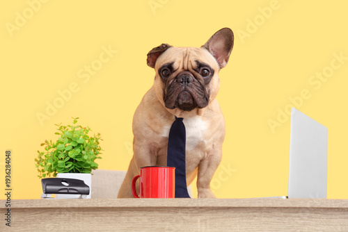 Funny French bulldog with n...