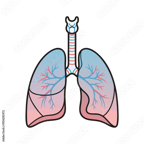 Human Lungs Anatomy Diagram