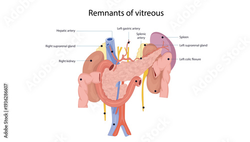 Relations of the duodenum describe the anatomical structures located anterior, posterior, superior, and inferior to the four parts of the duodenum, important for understanding abdominal anatomy.