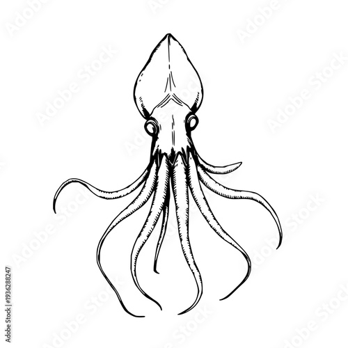 Hand‑drawn scientific illustration of a giant squid cephalopod, etching style on white background, useful for marine biology research and education