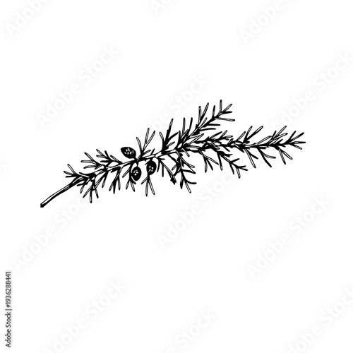 Detailed vintage botanical engraving of a fragrant cedar branch with small cones, hand-drawn ink sketch on a clean white background, perfect for natural history and rustic design projects