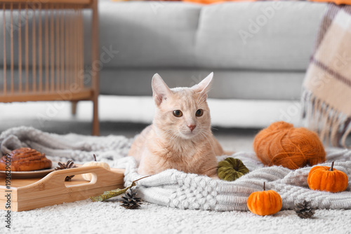 Cute cat with plaid lying a...