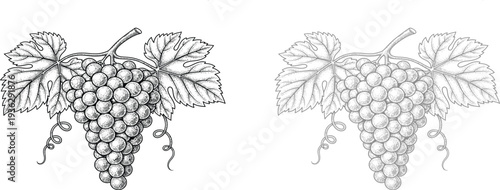 Hand-drawn grape bunch with vine leaves and branches in vintage botanical style illustration.