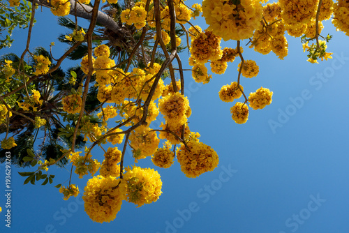 Bright yellow blossoms bloom against a clear blue sky under Oaxacan sun, capturing spring's vibrant energy in a serene natural setting.