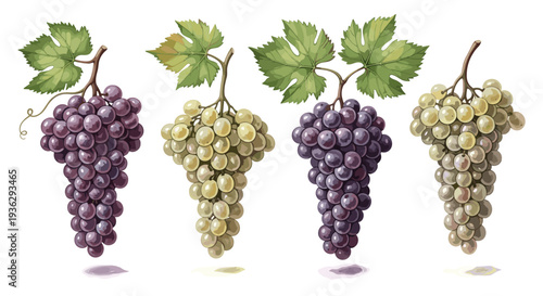 Freshly Harvested Bunches of Ripe Purple and Green Grapes with Leaves on a White Background