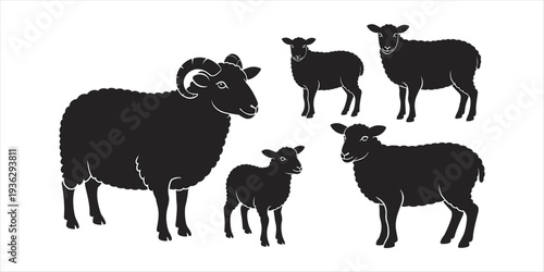 Black silhouettes of sheep and a ram with large curled horns on white Keywords: sheep, ram, lamb, ewe, male sheep, female sheep