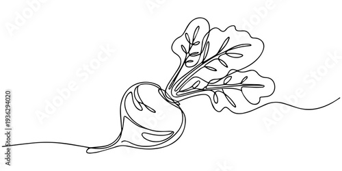 beetroot continuous one line drawing, Continuous one line drawing of whole and half sliced healthy organic raw beetroot for farm logo identity. Fresh table beet concept vegetable icon. Single line
