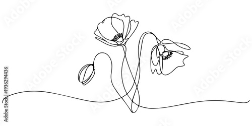 Elegant single line art of beautiful flowers blossoming on a white background, Poppy flowers Continuous line drawing. Minimalist modern art, hand draw one continuous line art Poppy flowers, Elegant