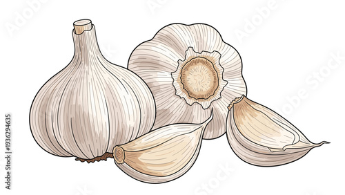 Detailed drawing of two whole garlic bulbs and two individual cloves showing the natural texture and shape of the vegetable.