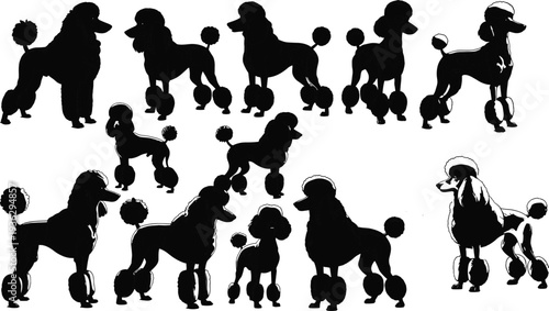Collection of black silhouettes of poodles in various poses on white background dogs canine