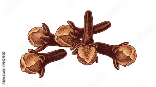 Group of whole dried cloves is shown in a detailed botanical illustration highlighting the texture and shape of the spice.