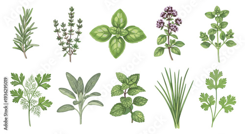Collection of fresh culinary herbs including rosemary thyme basil oregano marjoram parsley sage mint chives and cilantro isolated on white background