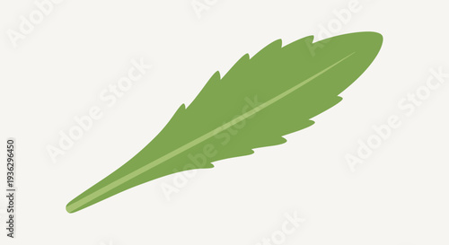 Green leaf with serrated edge closeup.