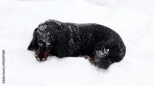 Domestic dog enjoying snowfall while playing outside. Active lifestyle concept and seasonal nature background. Top view of black dachshund in deep snow.