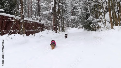 Long haired dachshund wearing bright jacket playing in snow. Cozy pet clothing concept and cheerful winter day outdoors. Three longhaired dogs running on snowy path in countryside.