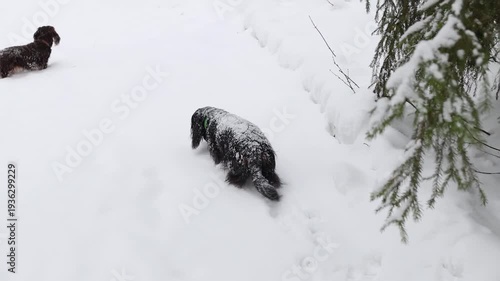 Playful small dogs moving through deep snowdrifts. Winter exercise concept and joyful outdoor adventure. Pets running freely along snowy forest pathway. Seasonal lifestyle countryside atmosphere.