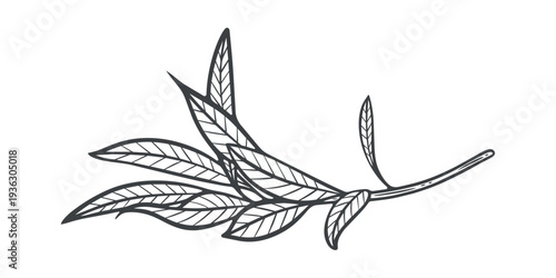Olive branch, twig with leaves, black and white illustration, engraving isolated	