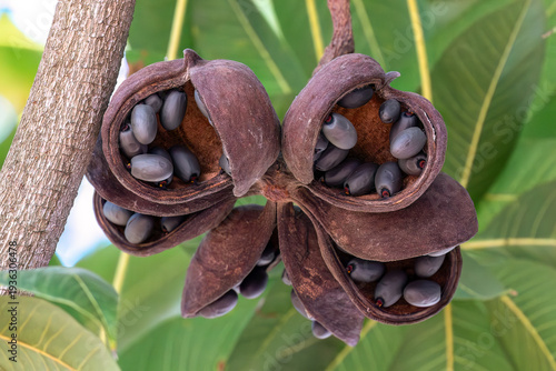 Photos Fruit of the Java olive tree, also called the bastard poon tree; in Ayutthaya, Thailand