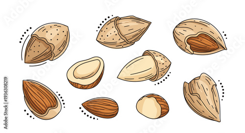 Collection of detailed almond nut illustrations includes whole, shelled, and sliced pieces for healthy snack branding and food packaging.