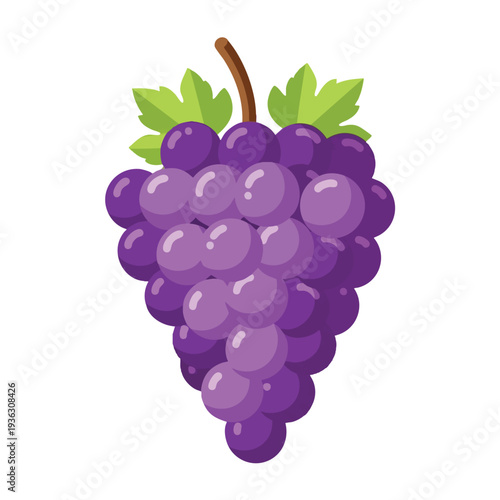 Fresh Purple Grapes Cluster for Healthy Snacking and Juice Production