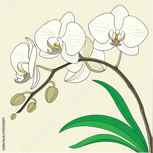 orchid flower vector illustration